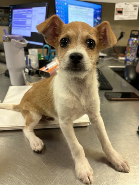 Tyler - Terrier