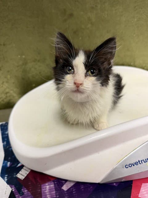 Cupcake - Domestic Short Hair
