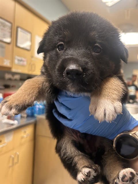 Buford - German Shepherd Dog