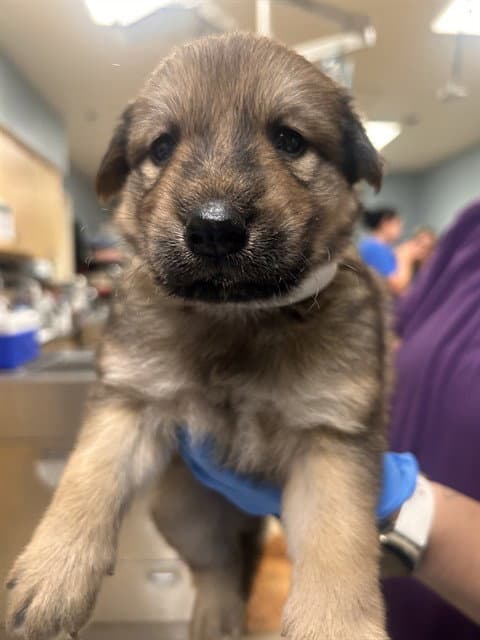 Isabella Gracia - German Shepherd Dog