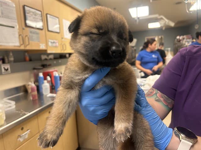 Vanessa - German Shepherd Dog