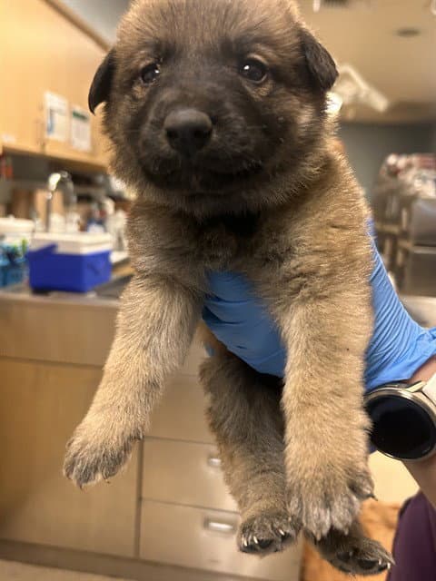 Phineas Fylnn - German Shepherd Dog