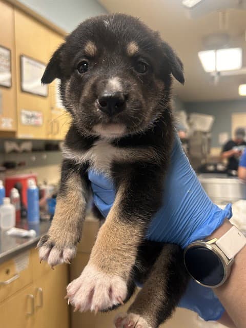 Ferb Flynn - German Shepherd Dog