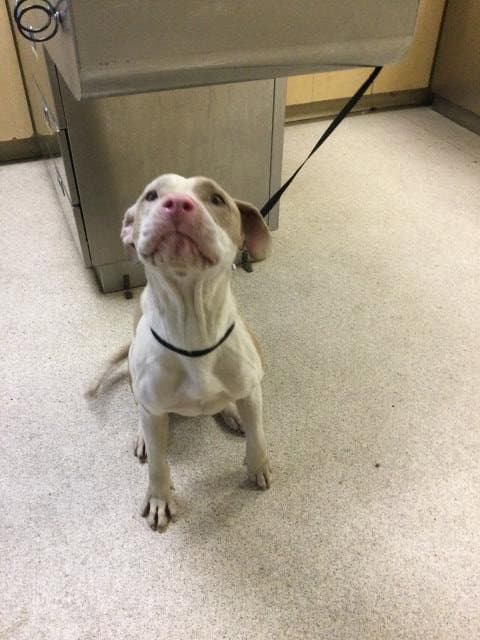 Coconut - Pit Bull Terrier