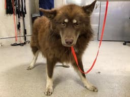 Hachi image 1