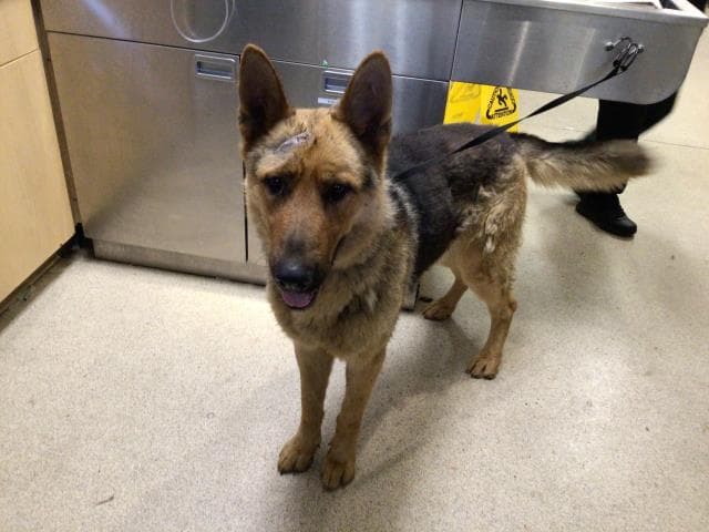 Arco - German Shepherd Dog