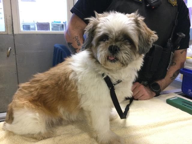 Petey - Shih Tzu