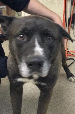 Bronx - Akita