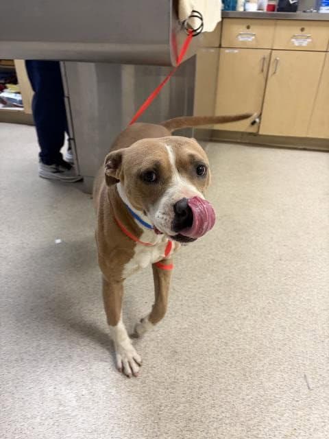 Scott - Pit Bull Terrier