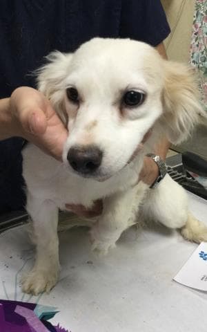 Tiana - Maltese