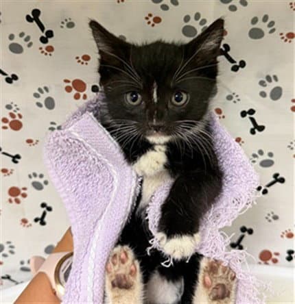 Lyla - Domestic Short Hair