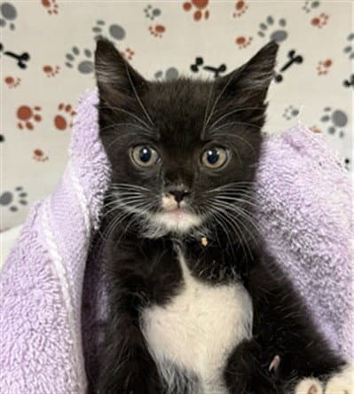 Lisa - Domestic Short Hair
