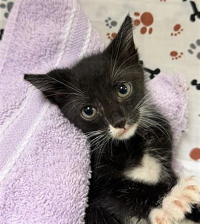 Leah - Domestic Short Hair