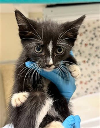 Lacy - Domestic Short Hair