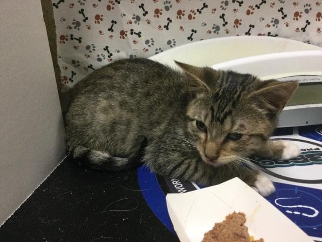 Lobo - Domestic Short Hair