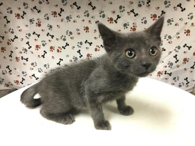 Pebble - Domestic Short Hair