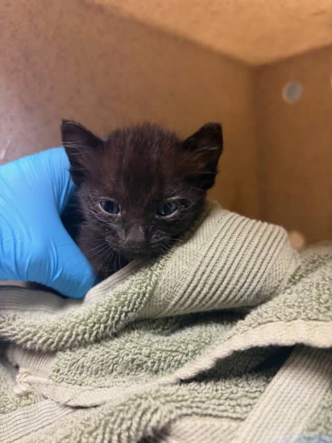 Nancy - Domestic Short Hair