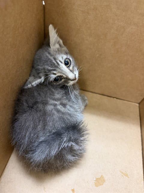 Hoolahoop - Domestic Short Hair
