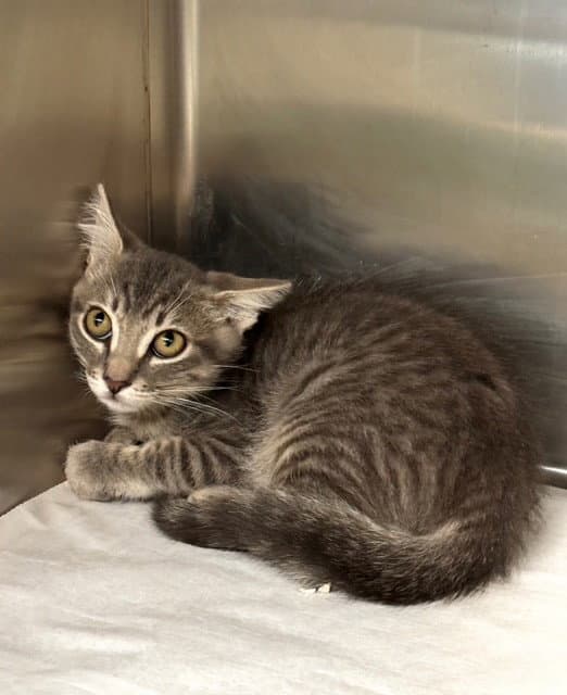 Hoolahoop - Domestic Short Hair