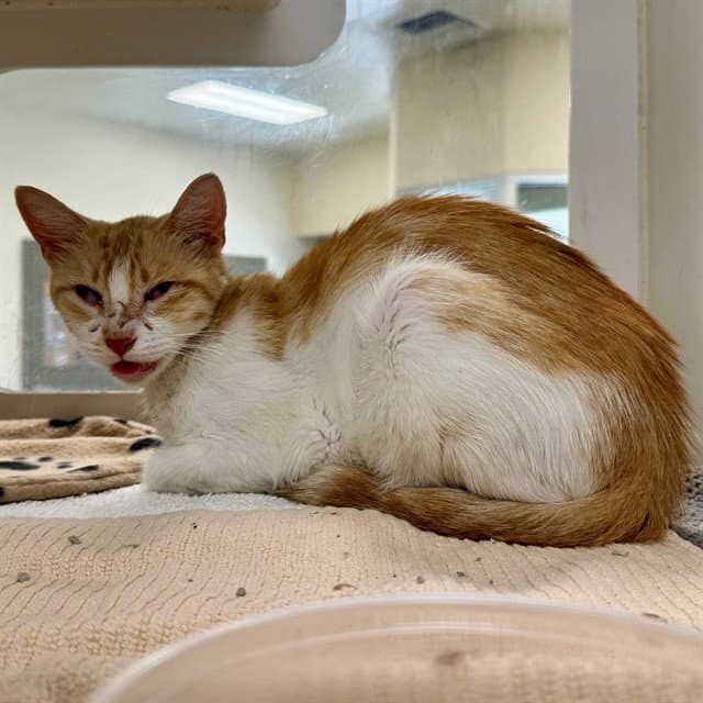 Bernice - Domestic Short Hair