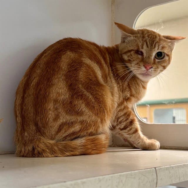 Sailorman - Domestic Short Hair