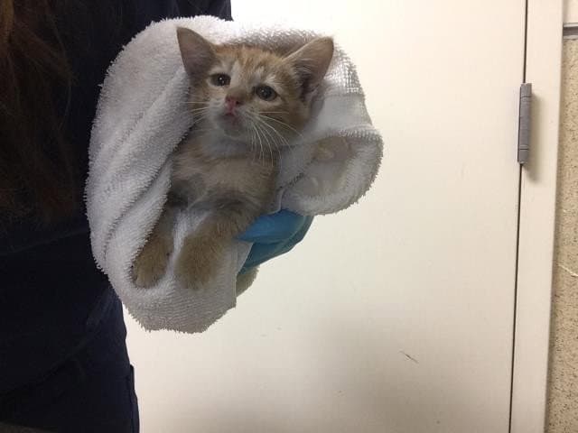 Marmalade - Domestic Short Hair
