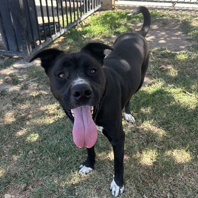 Ekko - Labrador Retriever