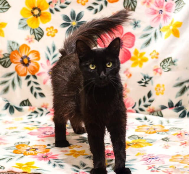 Constance - Domestic Medium Hair