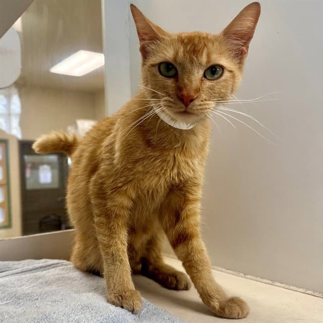 Judy - Domestic Short Hair