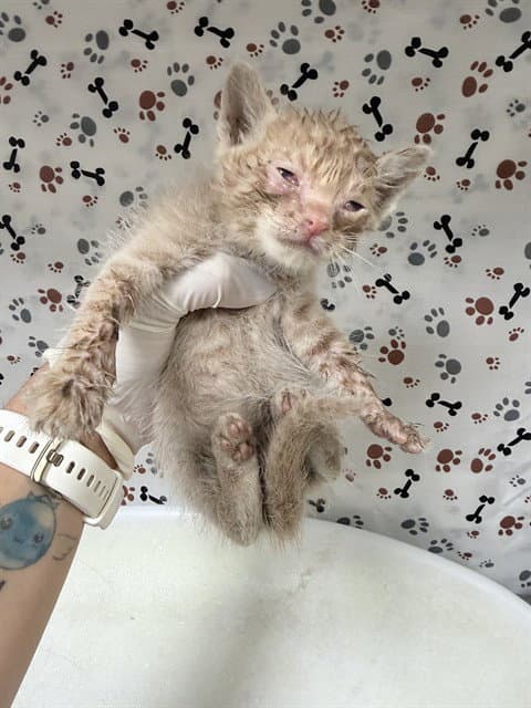 Bam Bam - Domestic Short Hair