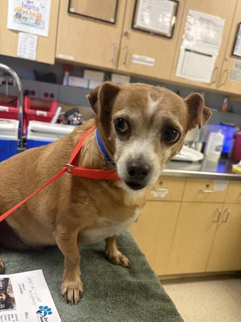 Buddy - Chihuahua