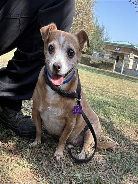 Buddy - Chihuahua