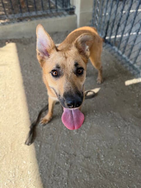 Lilo - German Shepherd Dog