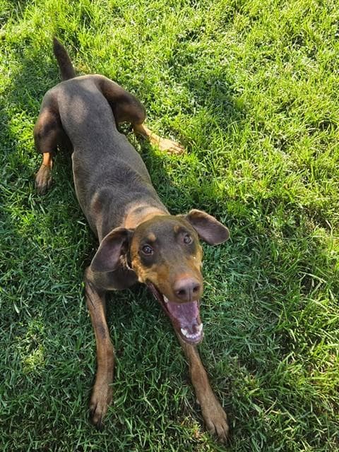 Channel - Doberman Pinscher