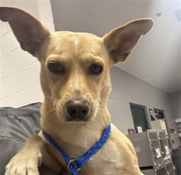 Loni image 1