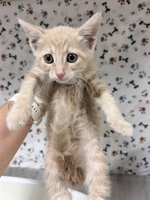 Nelly - Domestic Short Hair
