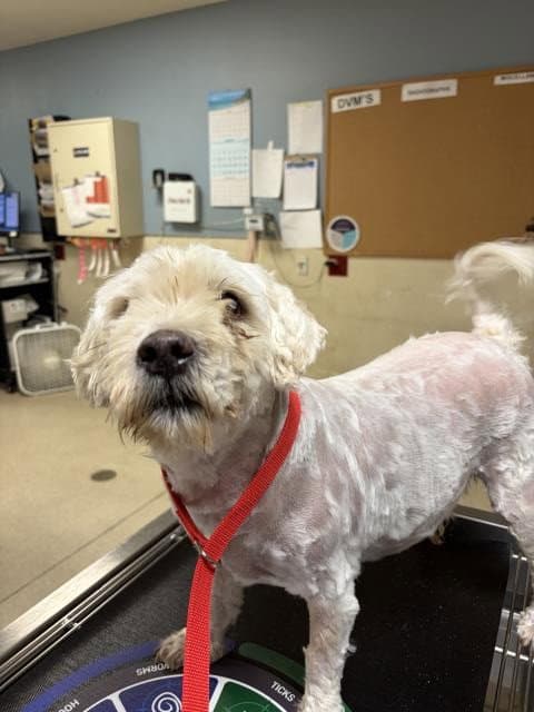 Hammy - Maltese
