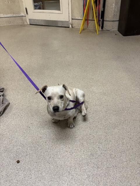Arnold - Chihuahua