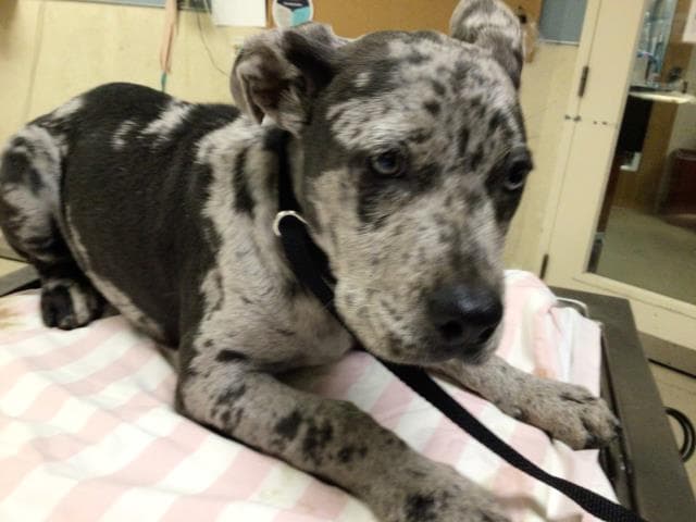 Tate - Pit Bull Terrier