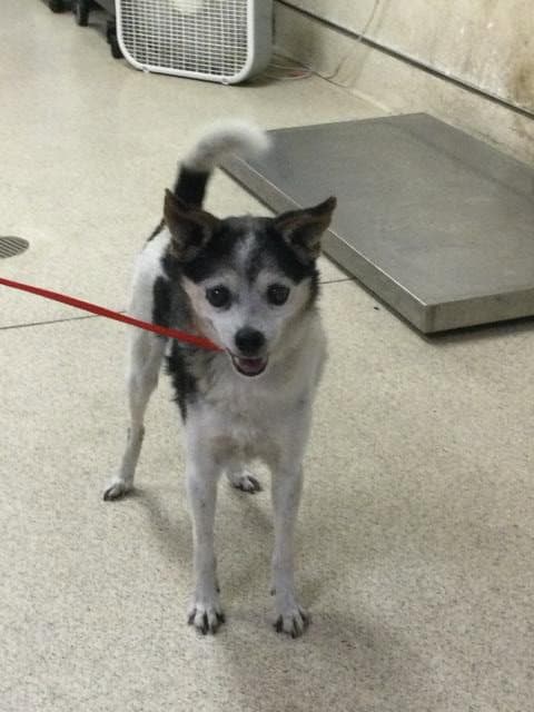 Senior - Chihuahua