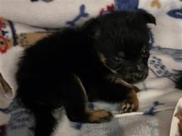 Polly image 1