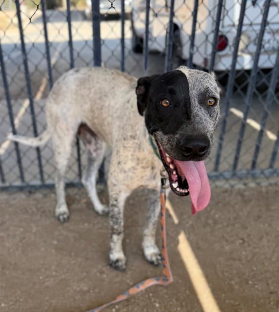 Belico - Great Dane