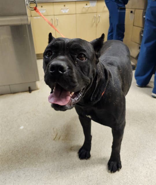 Boo - Cane Corso Mastiff