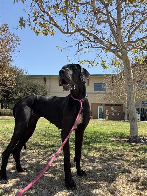 Freya - Great Dane