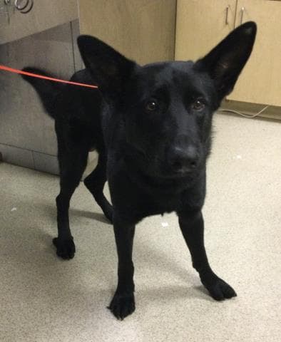 Blackie - German Shepherd Dog