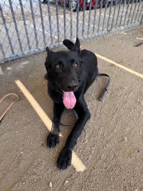 Blackie - German Shepherd Dog