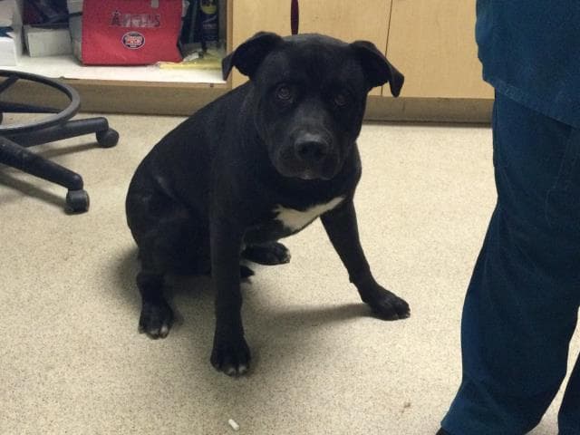 Polo - Pit Bull Terrier