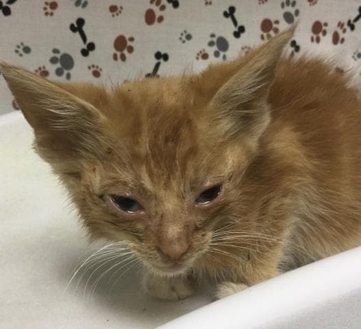 Romeo - Domestic Short Hair