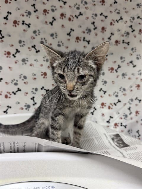 Amanda - Domestic Short Hair