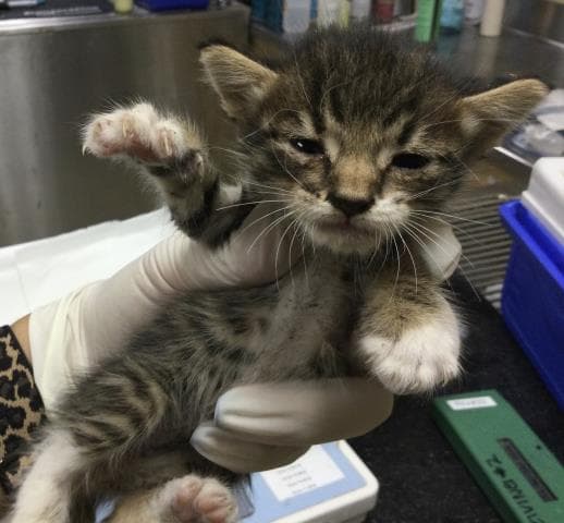 Tweedle - Domestic Short Hair